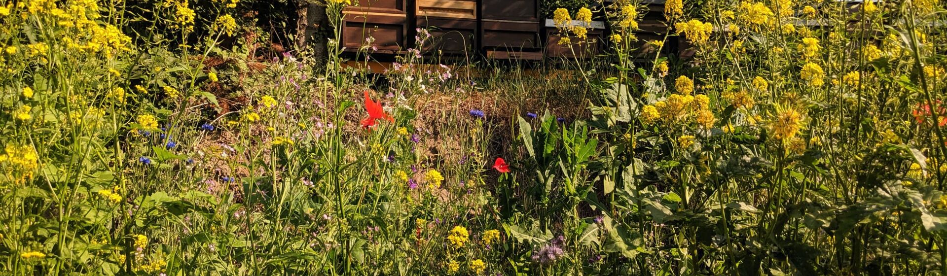 CONTAO_NATURE_THEME_Bienenstöcke_in_Wildblumenwiese