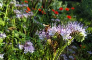 CONTAO_NATURE_THEME_Biene_an_Bienenfreund