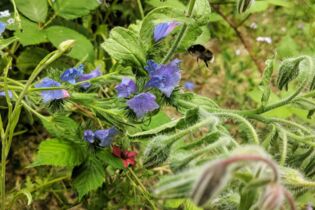 CONTAO_NATURE_THEME_Hummel_im_Anflug